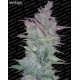 Auto Collection pack#1 Paradise Seeds autofloreciente