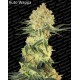 Auto Collection pack#1 Paradise Seeds autofloreciente