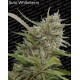 Auto Collection pack#1 Paradise Seeds autofloreciente