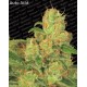 Auto Collection pack #2 Paradise Seeds autofloreciente