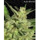 Auto Collection pack #2 Paradise Seeds autofloreciente