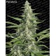 Auto Collection pack #2 Paradise Seeds autofloreciente