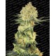 Auto Wappa Paradise Seeds autofloreciente