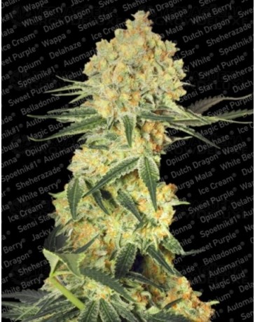 Auto Wappa Paradise Seeds autofloreciente