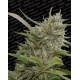 Auto White Berry Paradise Seeds autofloreciente