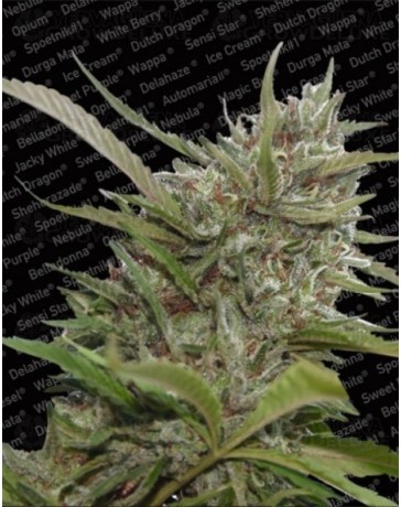 Auto White Berry Paradise Seeds autofloreciente