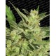 Automaria 2 Paradise Seeds autofloreciente