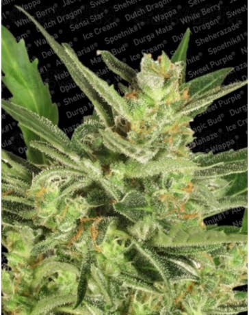 Automaria 2 Paradise Seeds autofloreciente