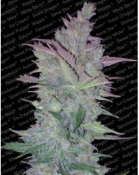 Vertigo Paradise Seeds autofloreciente