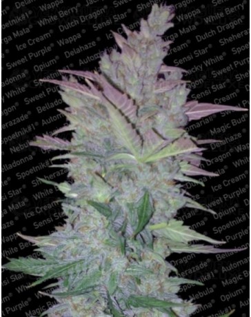 Vertigo Paradise Seeds autofloreciente