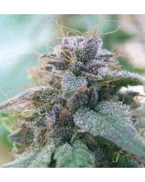 Blue Elite Indica Elite Seeds outlet