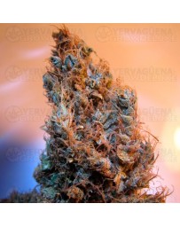 2046 Medical Seeds Outlet