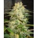 Afghan Kush Ryder World of Seeds autofloreciente