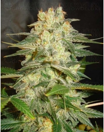 Afghan Kush Ryder World of Seeds autofloreciente