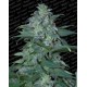 Magic Bud Paradise Seeds