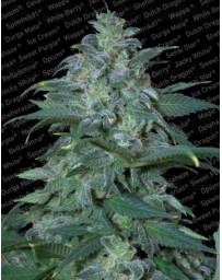 Magic Bud Paradise Seeds