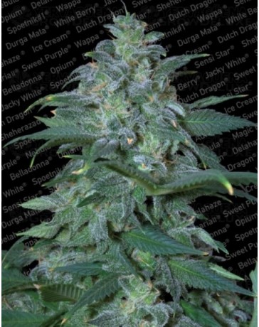 Magic Bud Paradise Seeds