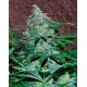 Amnesia Auto World of Seeds autofloreciente