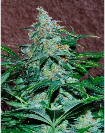 Amnesia Auto World of Seeds autofloreciente