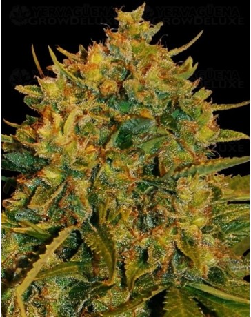 Northern Light x Big Bud auto World of Seeds autofloreciente