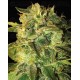 Sugar Mango Ryder World of Seeds autofloreciente