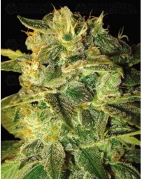 Sugar Mango Ryder World of Seeds autofloreciente