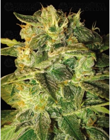 Sugar Mango Ryder World of Seeds autofloreciente