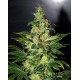 Chronic Haze World of Seeds