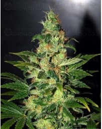 Chronic Haze World of Seeds