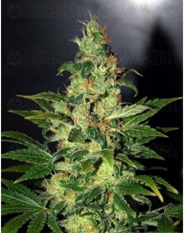 Chronic Haze World of Seeds