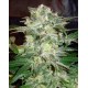 Mazar Kush World of Seeds