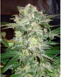 Mazar Kush World of Seeds