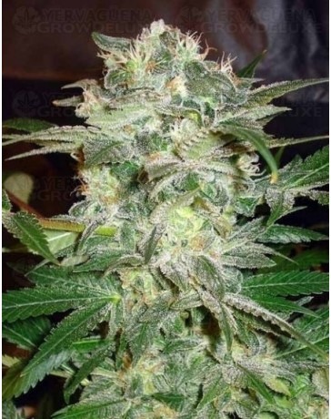 Mazar Kush World of Seeds