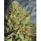 Afghan Kush Special World of Seeds