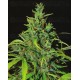 Neville Haze Auto World of Seeds autofloreciente