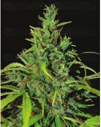 Neville Haze Auto World of Seeds autofloreciente