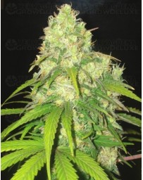 Afghan Kush x Yumbolt World of Seeds