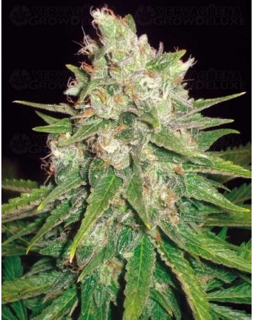 Mazar x Great White Shark World of Seeds