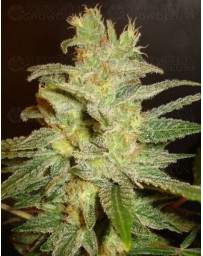 Northern Light x Big Bud World of Seeds