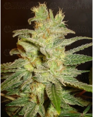 Northern Light x Big Bud World of Seeds