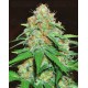 Mazar x White Rhino World of Seeds