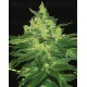 Afghan Kush Landraces World of Seeds