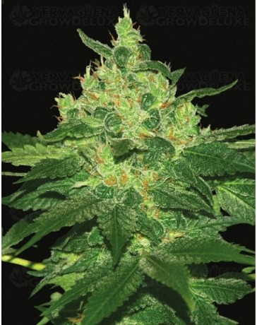 Afghan Kush Landraces World of Seeds