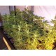 Afghan Kush Landraces World of Seeds