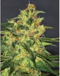 Ketama World of Seeds