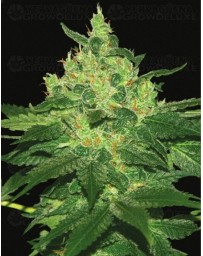 Landraces Afghan Kush World of Seeds regular