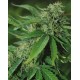 Brazil Amazonia World of Seeds regular