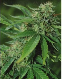 Brazil Amazonia World of Seeds regular