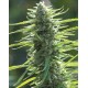 Colombian Gold World of Seeds regular