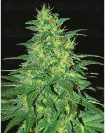 South African Kwazulu World of Seeds regular